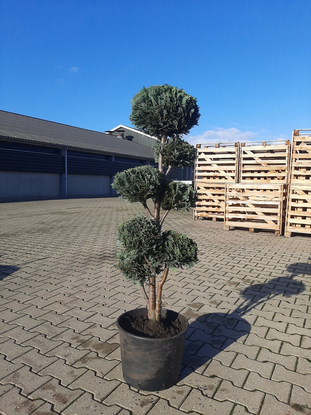 Chamaecyparis lawsoniana 'Columnaris' Pompon Tuinbonsai, Ophalen