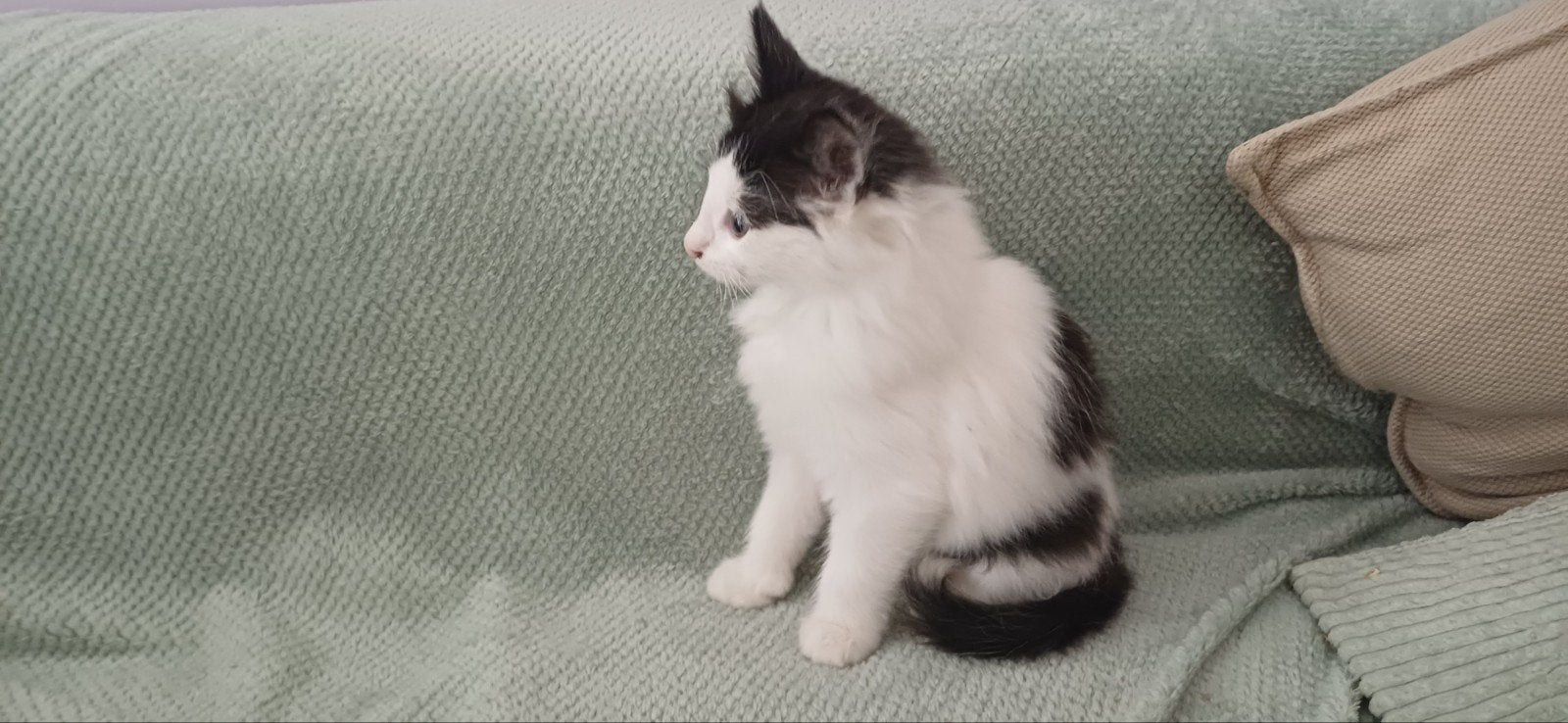 (Langharige) kittens, Dieren en Toebehoren, Meerdere dieren