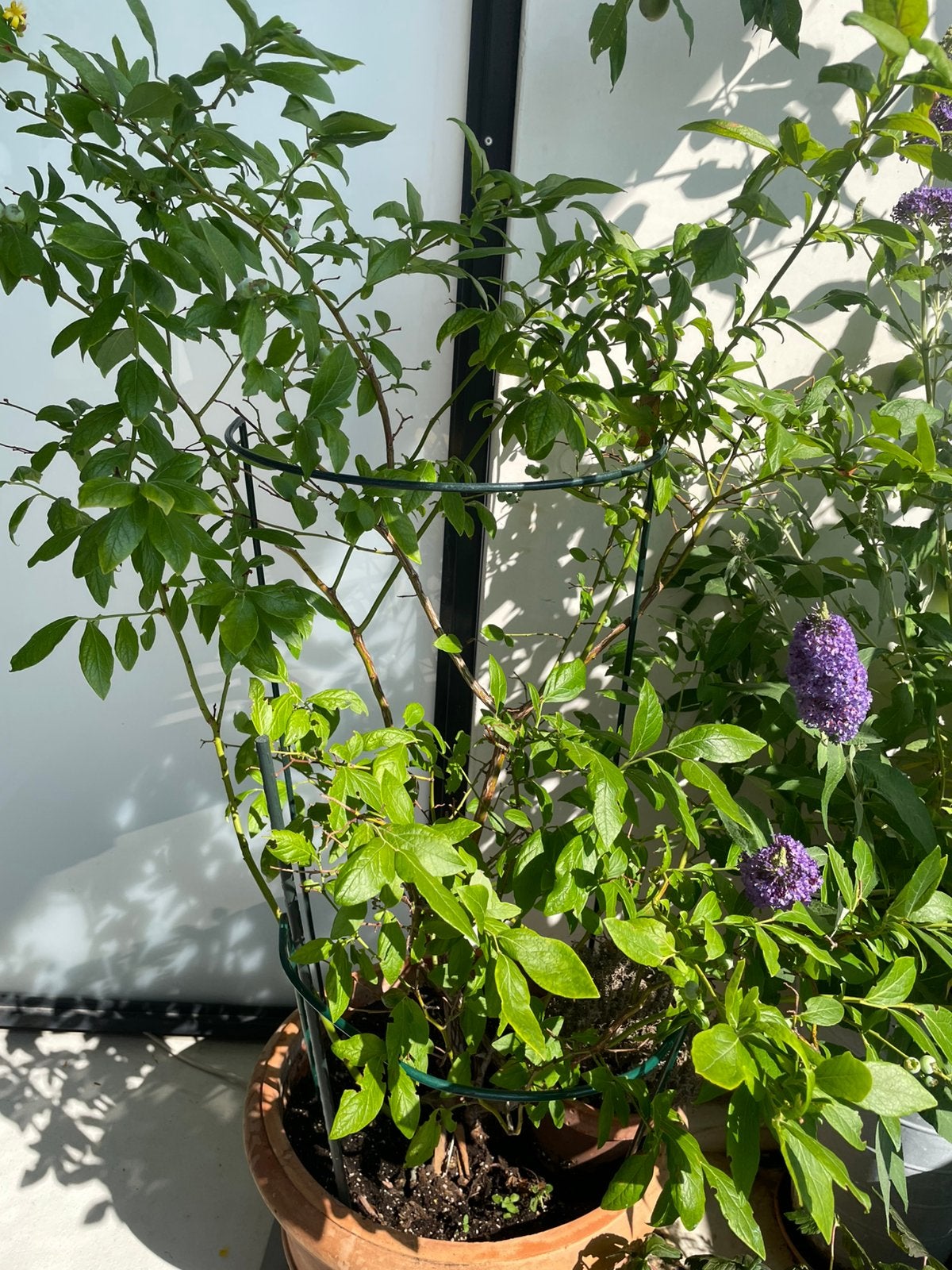 Blauwe bessen struik, Ophalen, Overige soorten, 100 tot 250 cm
