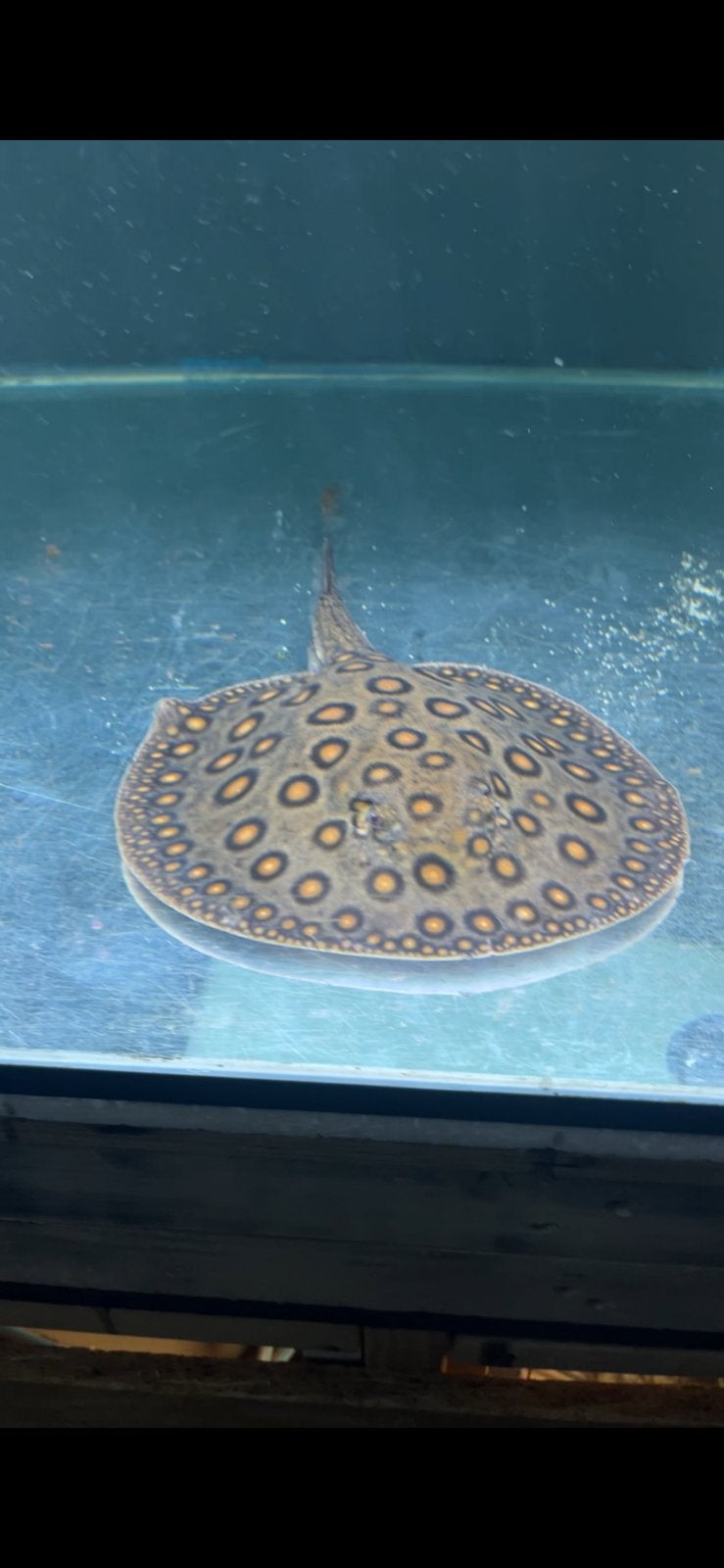 potamotrygon motoro hybride 25/30 cm disc, Vis