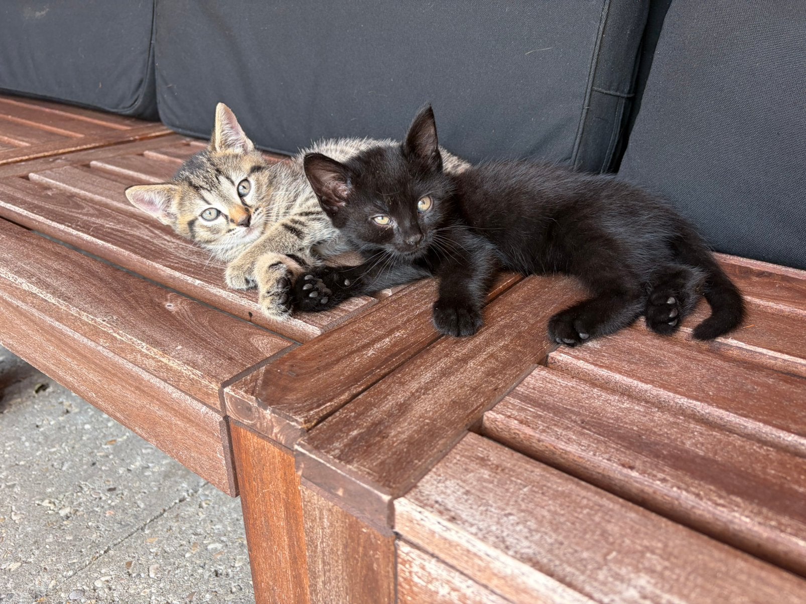 Lieve kittens te koop, Dieren en Toebehoren