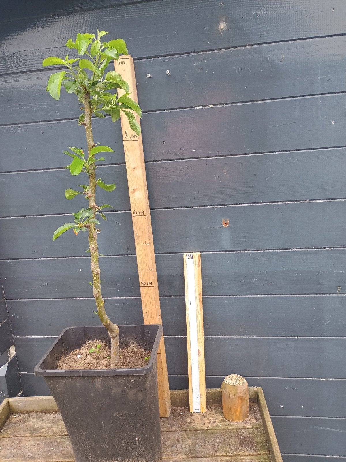 Idared Laagstam Appelboom - Jonge Fruitboom, Ophalen, Minder dan 100 cm, Lente, Volle zon
