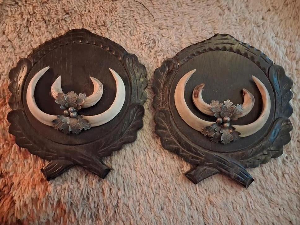 2 grote jacht trofees zwijnen tanden, Ophalen of Verzenden, Beeldje of Figuurtje