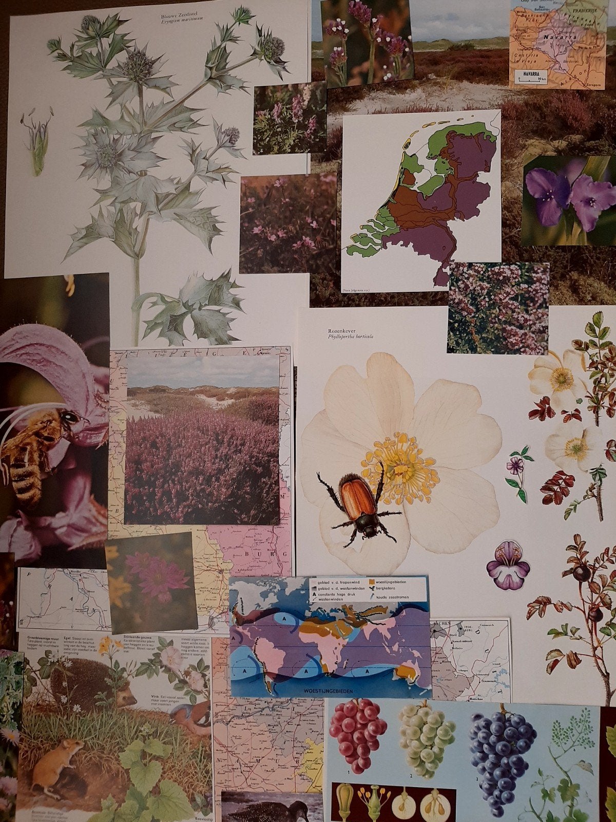 23delig eclectisch  botanical vintage ephemera pakket, Ophalen of Verzenden