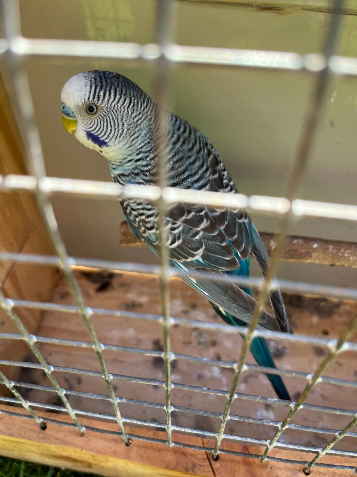 Blackwing man, Dieren en Toebehoren