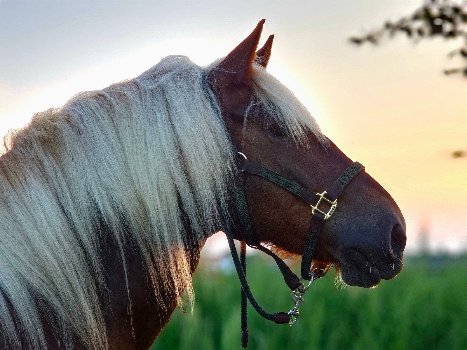 Gezocht pensionstal voor mijn kleine koudbloed, Dieren en Toebehoren, Stalling, 1 paard of pony