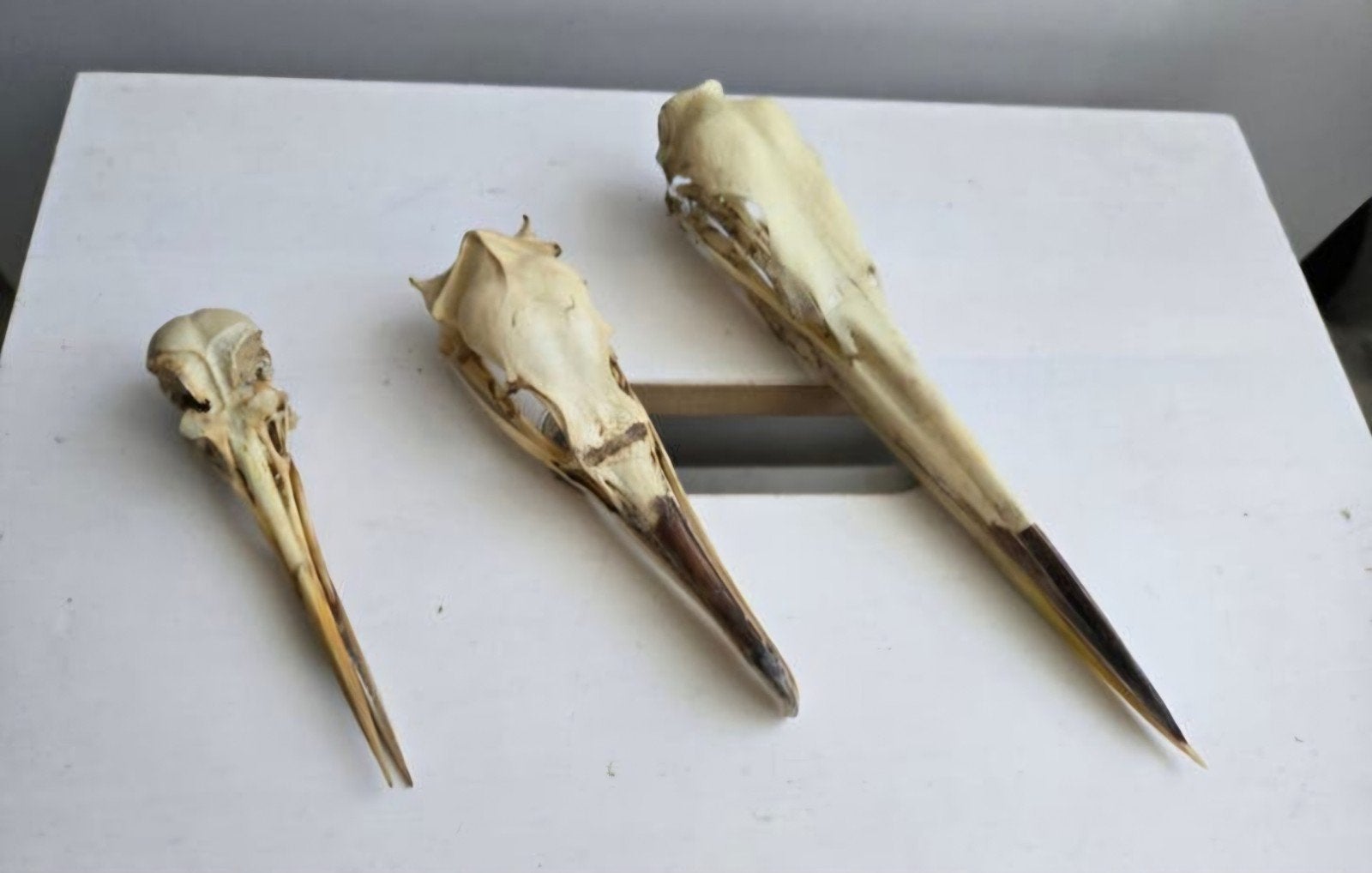 Water Vogel Schedel Grutto, Aalscholver, Reiger Taxidermie, Verzamelen, Ophalen of Verzenden, Vogel, Schedel