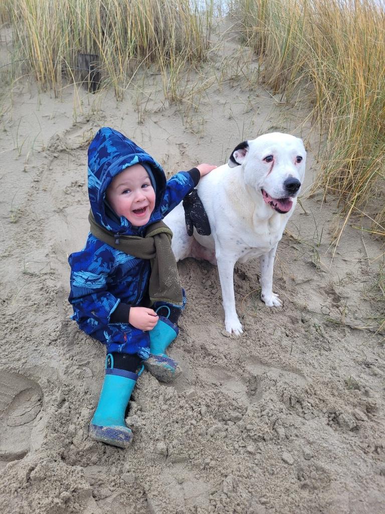 Hond bastaard, 6 jaar of ouder, Reu, Eén hond, Middel