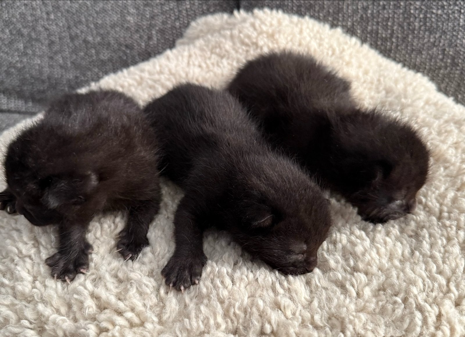 Jonge kittens, Meerdere dieren, Kortharig, 0 tot 2 jaar