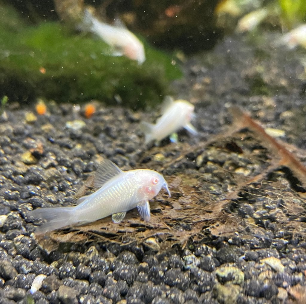 Diverse soorten Corydoras, Dieren en Toebehoren, Vissen | Aquariumvissen, Vis, Zoetwatervis, Schoolvis