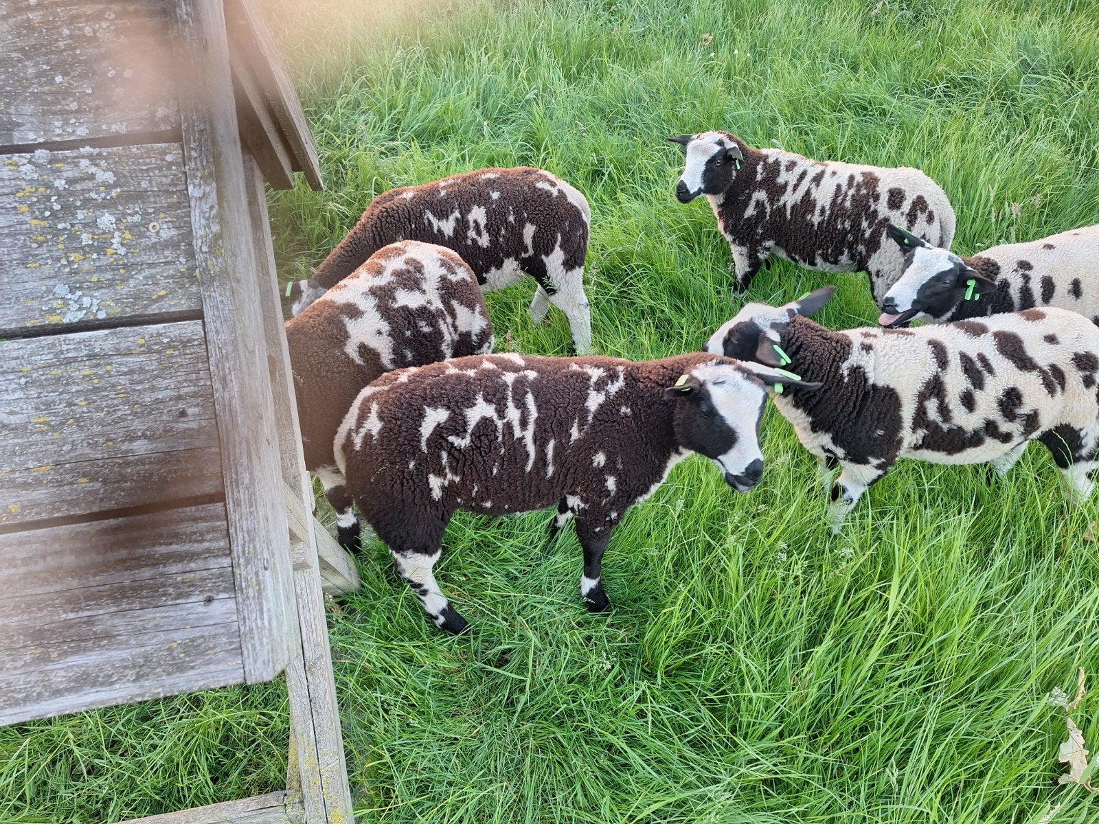 Te koop 5 zeer beste bonte dekbokken, Dieren en Toebehoren, Schapen, Geiten en Varkens, Mannelijk, Schaap