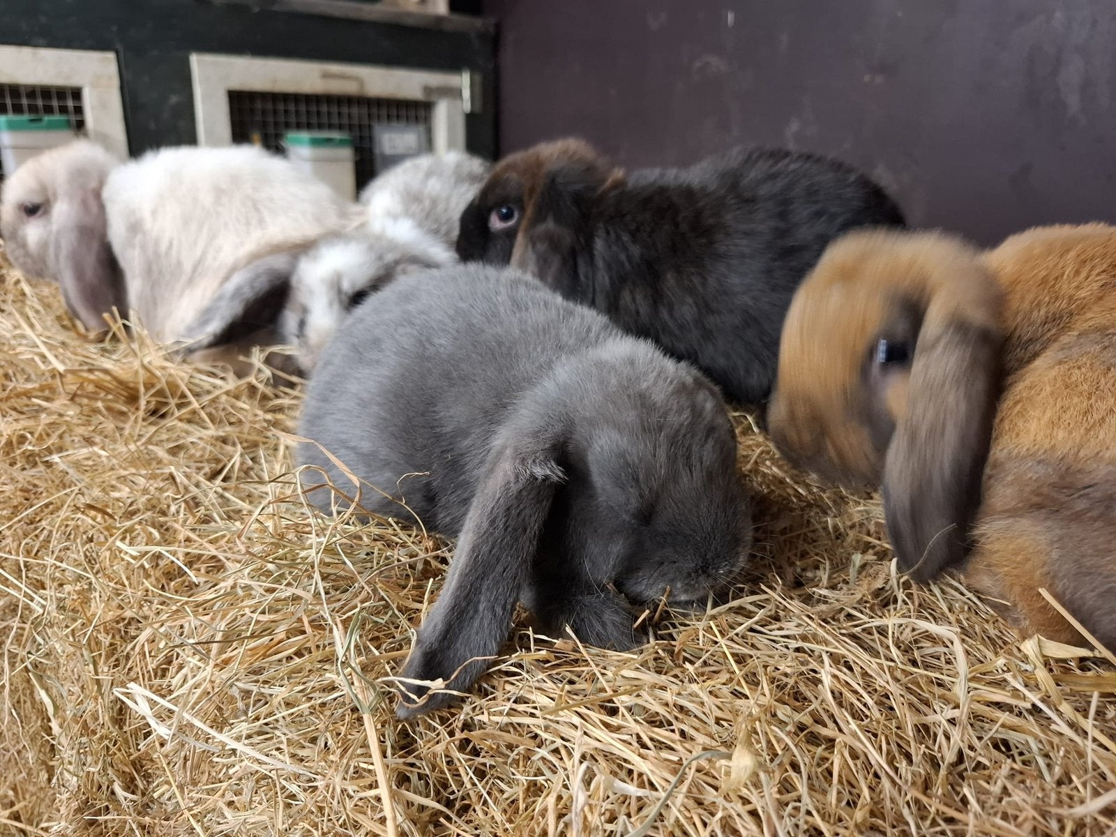 Te koop Hangoor konijntje, Dieren en Toebehoren, Konijnen, Mannelijk, Hangoor
