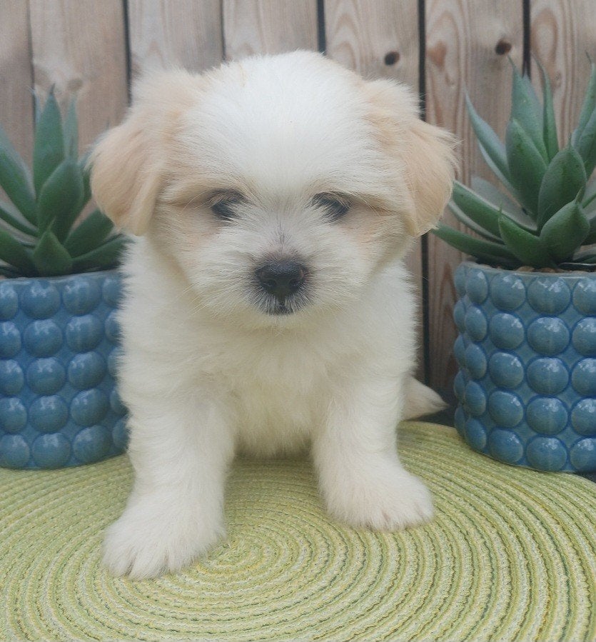 mooie boomerpups, Dieren en Toebehoren, Honden | Chihuahua's en Gezelschapshonden, Nederland, Parvo, Overige rassen, 8 tot 15 weken