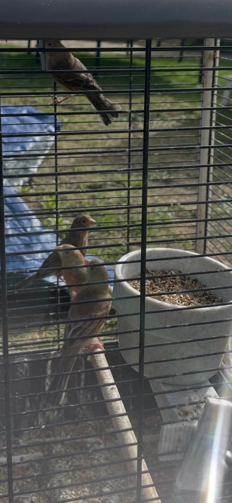 Mooie roodmussen popjes, Dieren en Toebehoren, Vogels | Parkieten en Papegaaien, Vrouwelijk, Parkiet