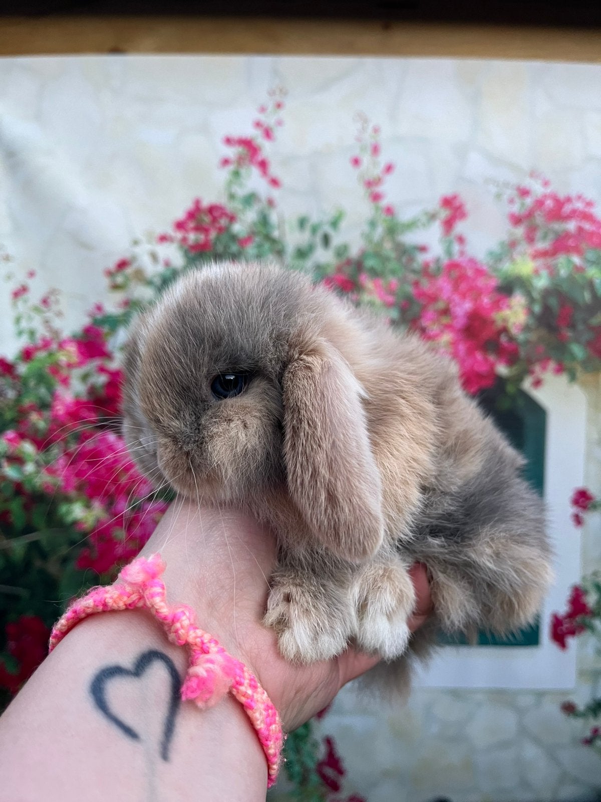 Mega knap japanner Minilop rammetje🩵, Dieren en Toebehoren, Konijnen, Mannelijk, Dwerg, 0 tot 2 jaar