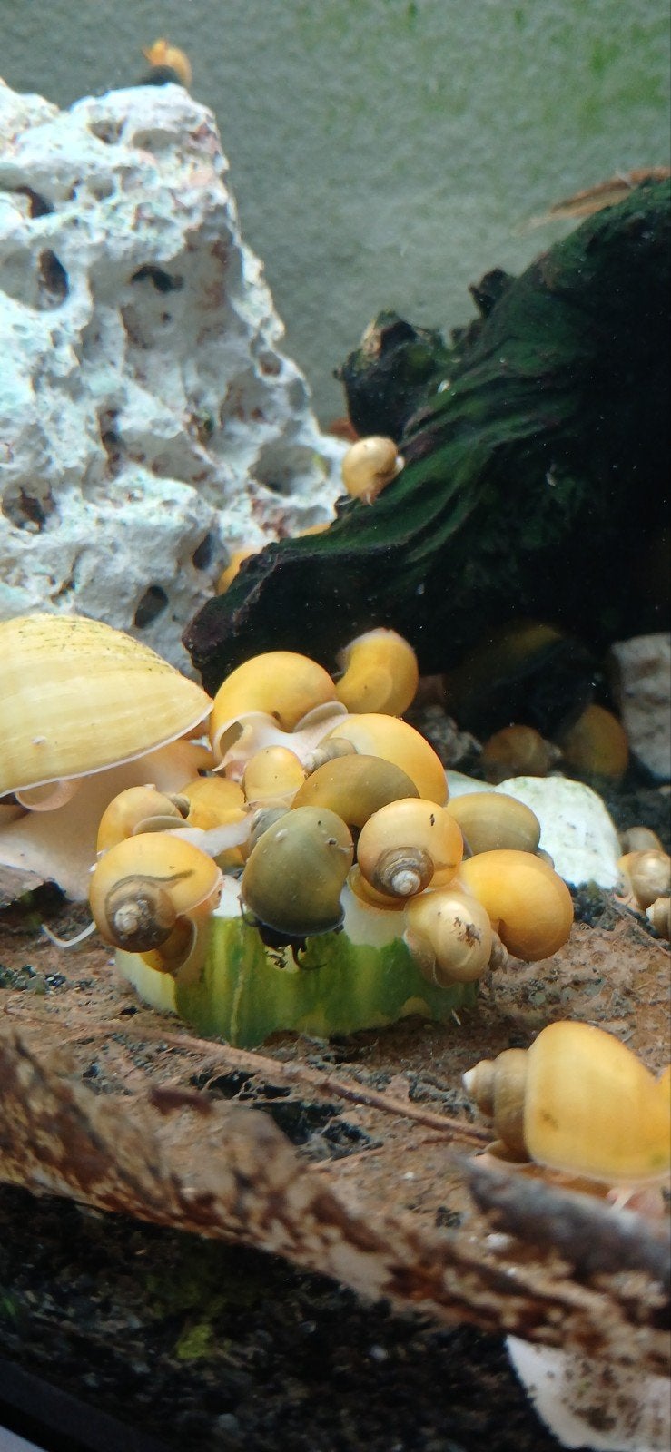 Appelslakken kleur Jade., Dieren en Toebehoren, Slak of Weekdier