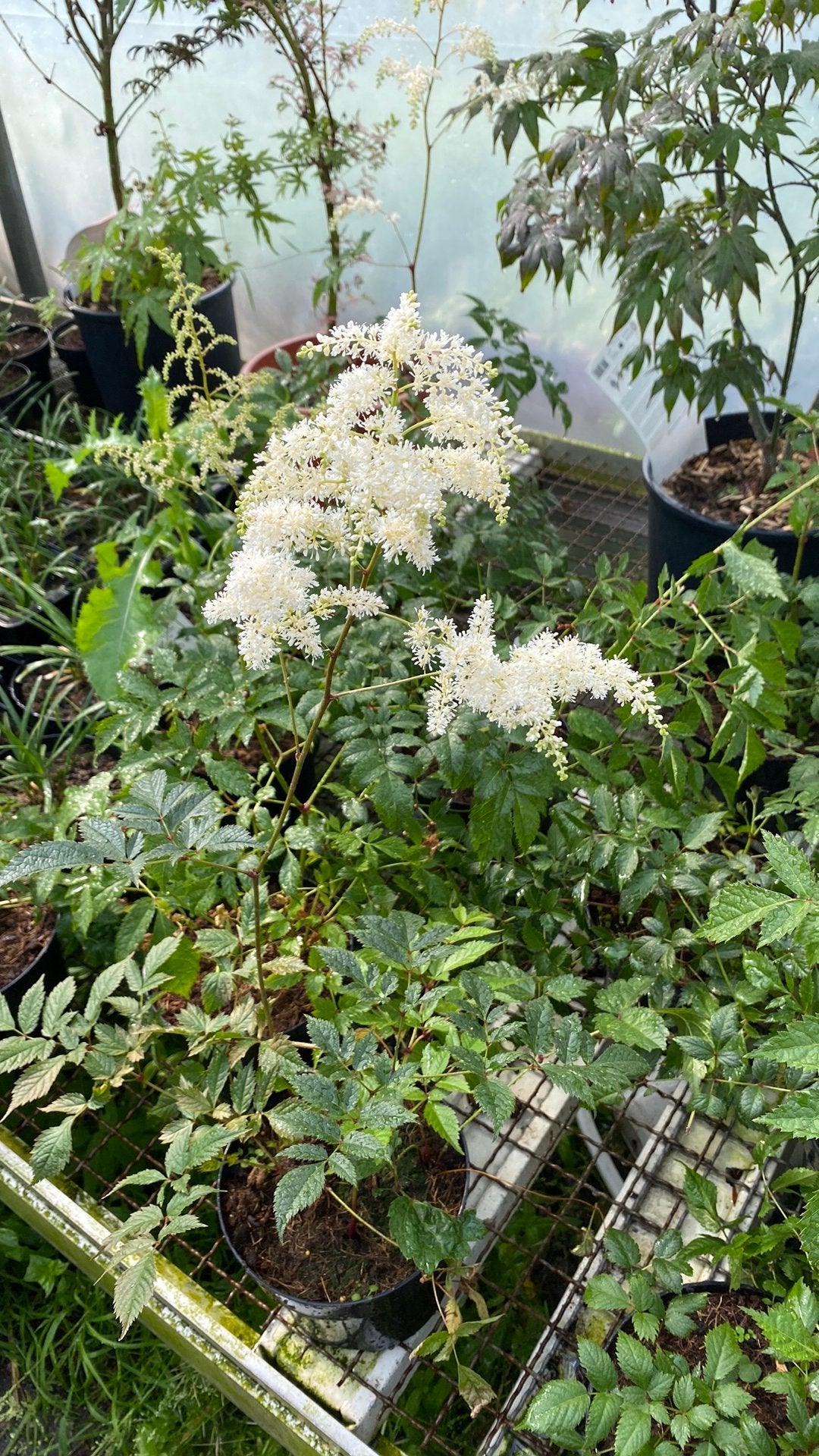 Astilbe - Prachtige Vaste Plant voor Schaduwrijke Tuinen, Tuin en Terras, Vaste plant, Halfschaduw, Zomer, Ophalen