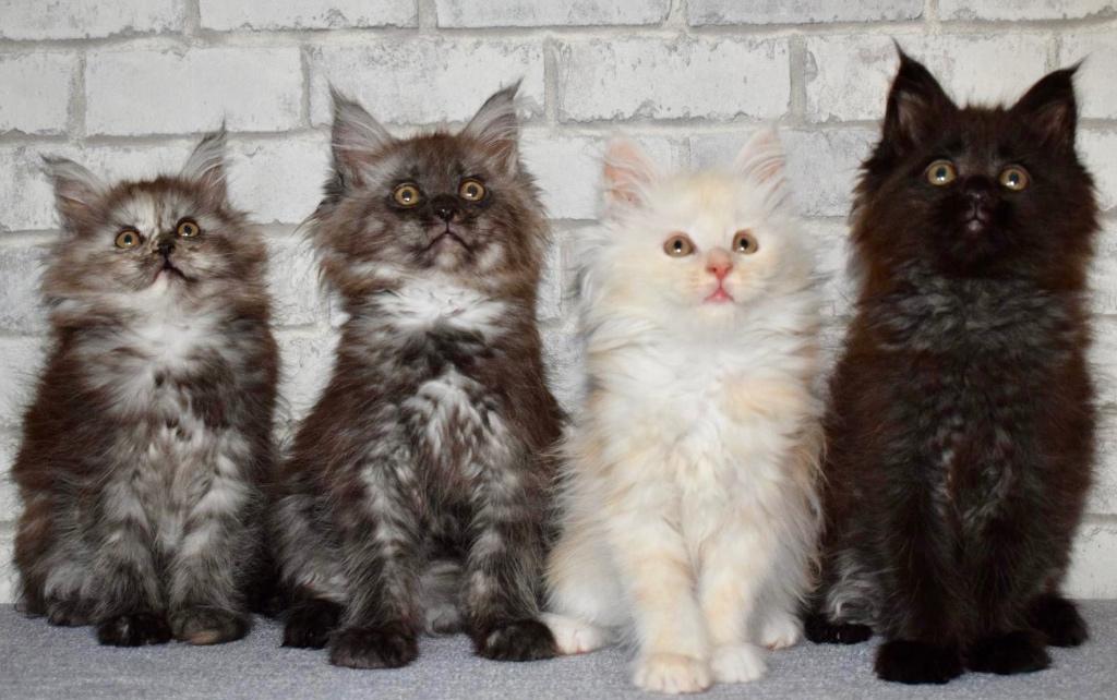 Maine Coon Kitten reinrassig, Meerdere dieren, Gechipt, 0 tot 2 jaar