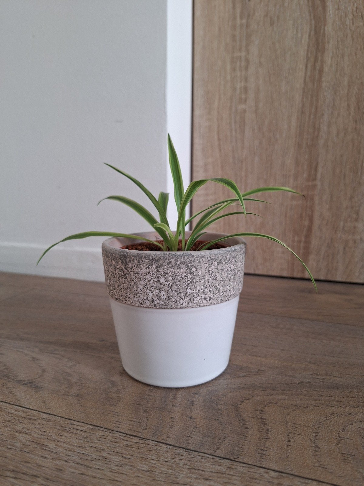 Bloempotje tweekleurig, Wit, Nieuw, Ophalen of Verzenden, 11 cm