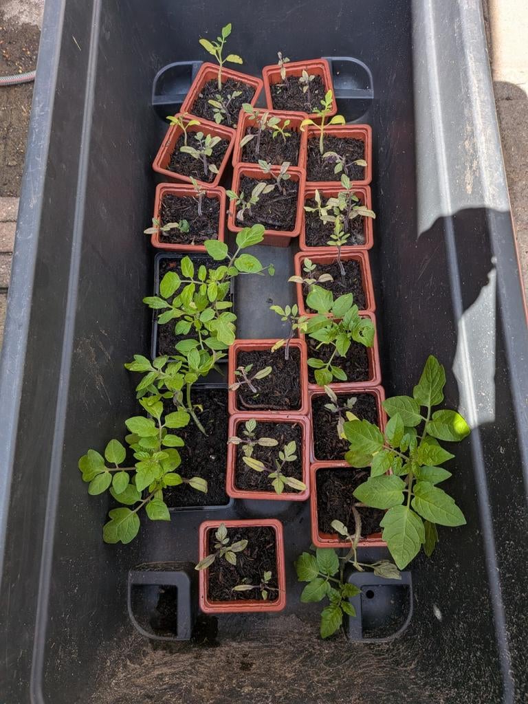 Tomatenplantjes - Kweek je eigen verse tomaten!, Tuin en Terras, Ophalen