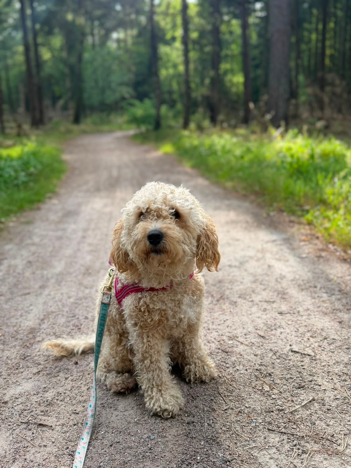 Jonge cockapoo/ labradoodle ter overname, 1 tot 2 jaar, Teef, Eén hond, CDV (hondenziekte)