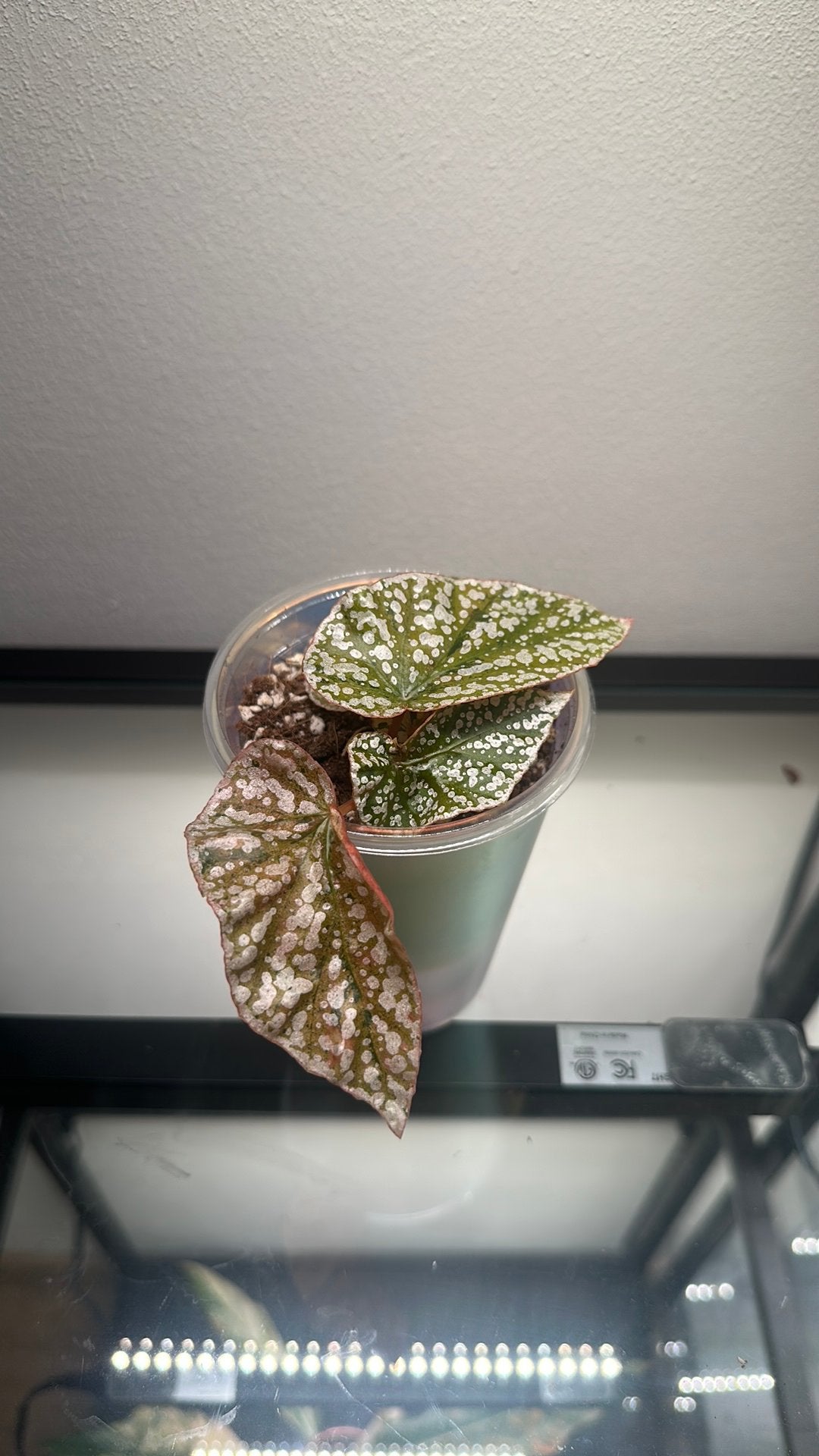 Begonia Snowcapped variegata, Kleding | Dames, Ophalen of Verzenden, Zo goed als nieuw, One size fits all