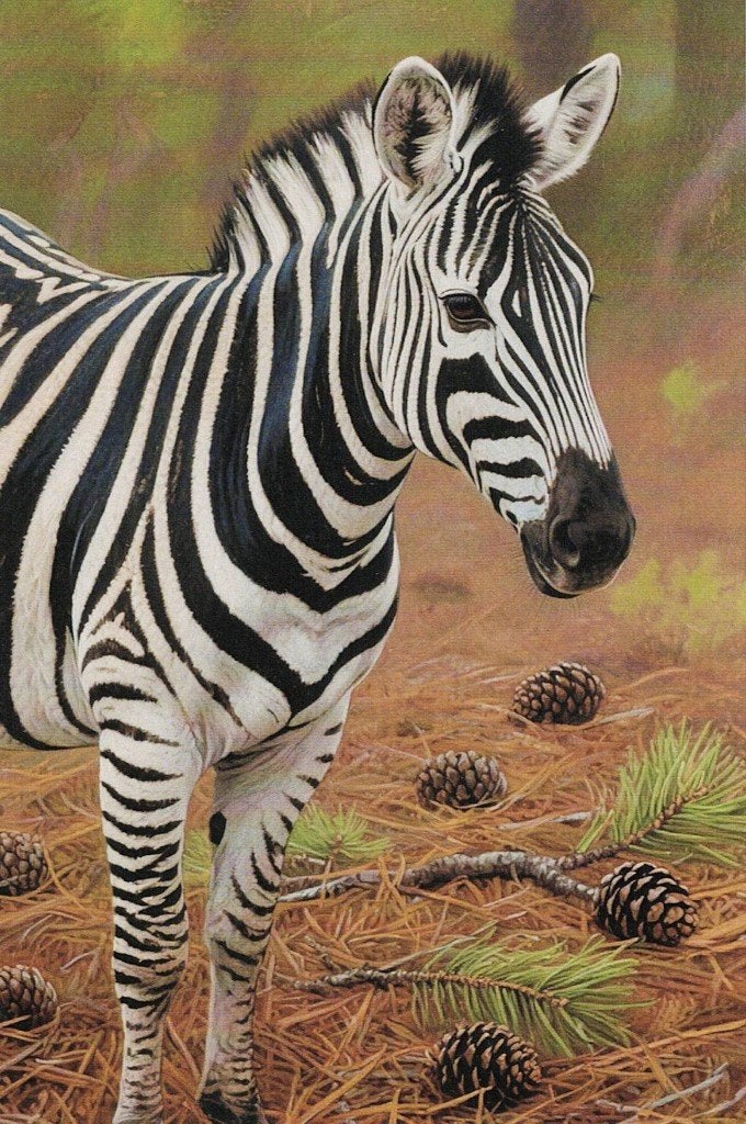 Zebras tussen de denappels 345, Ophalen of Verzenden, 1980 tot heden, Ongelopen, Wild dier