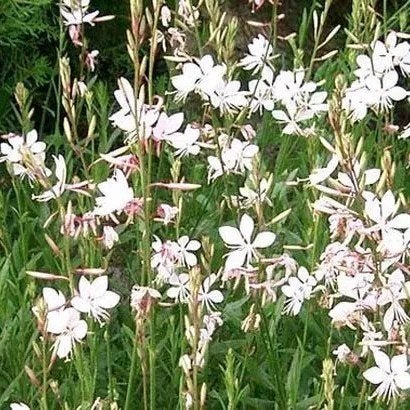 gaura, Tuin en Terras, Volle zon, Vaste plant, Zomer, Ophalen