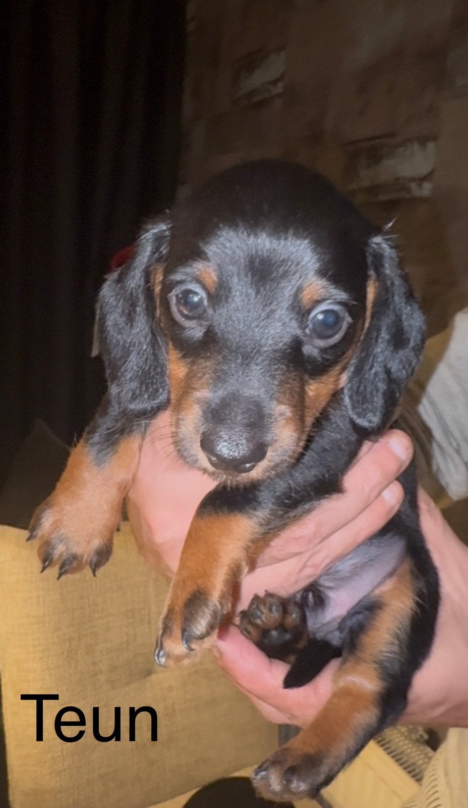Black and Tan teckelpups, 8 tot 15 weken, Dwerg, Langhaar, Meerdere