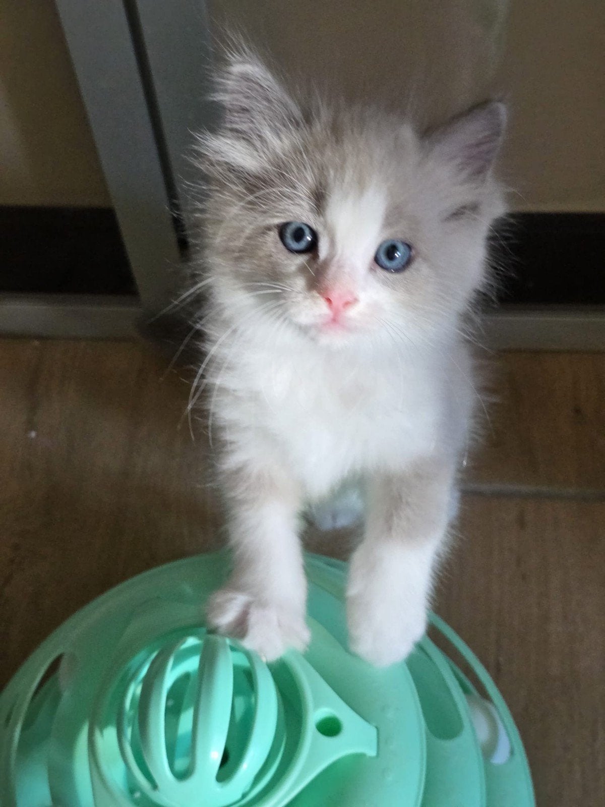 Lief Blue Mink Bicolor katertje zoekt liefdevol huisje, Meerdere dieren, Ontwormd, 0 tot 2 jaar