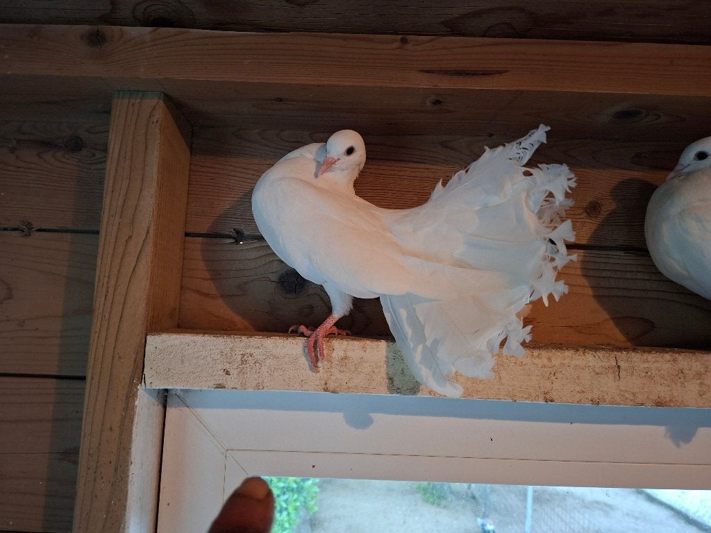 Pauwstaart duiven, Meerdere dieren, Overige soorten