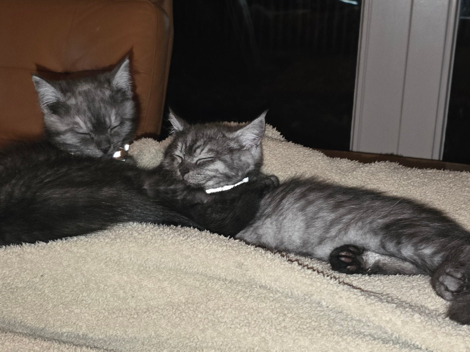 perzische kat x Europese korthaar kittens, Meerdere dieren, Ontwormd, 0 tot 2 jaar