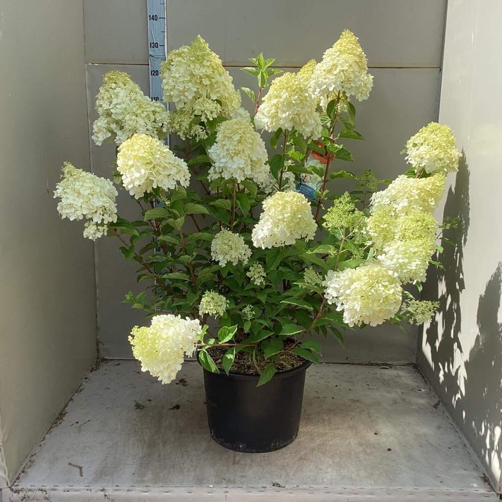Pluimhortensia, Hydrangea Paniculata Polar Bear, Tuin en Terras, Planten | Tuinplanten, Vaste plant, Halfschaduw, Zomer, Ophalen