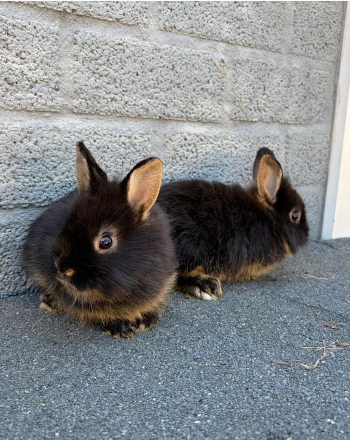 Black & tan konijntjes x leeuwenkopje, Dieren en Toebehoren, Konijnen, Meerdere dieren, Dwerg