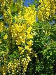 Mooie Gouden Regen bomen (Laburnum watereri 'Vossii'), Lente, 100 tot 250 cm, Volle zon, In pot