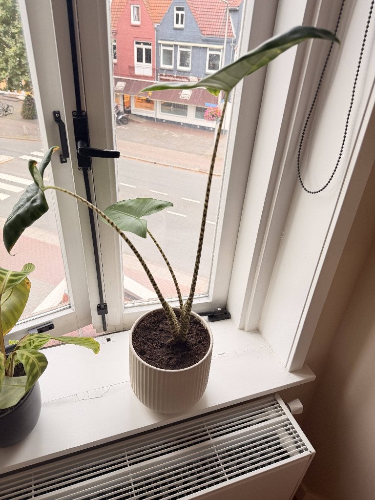 Mooie Alocasia Zebrina (Zebraplant) - Verschillende maten!, Huis en Inrichting, Ophalen, Overige soorten, Halfschaduw, In pot