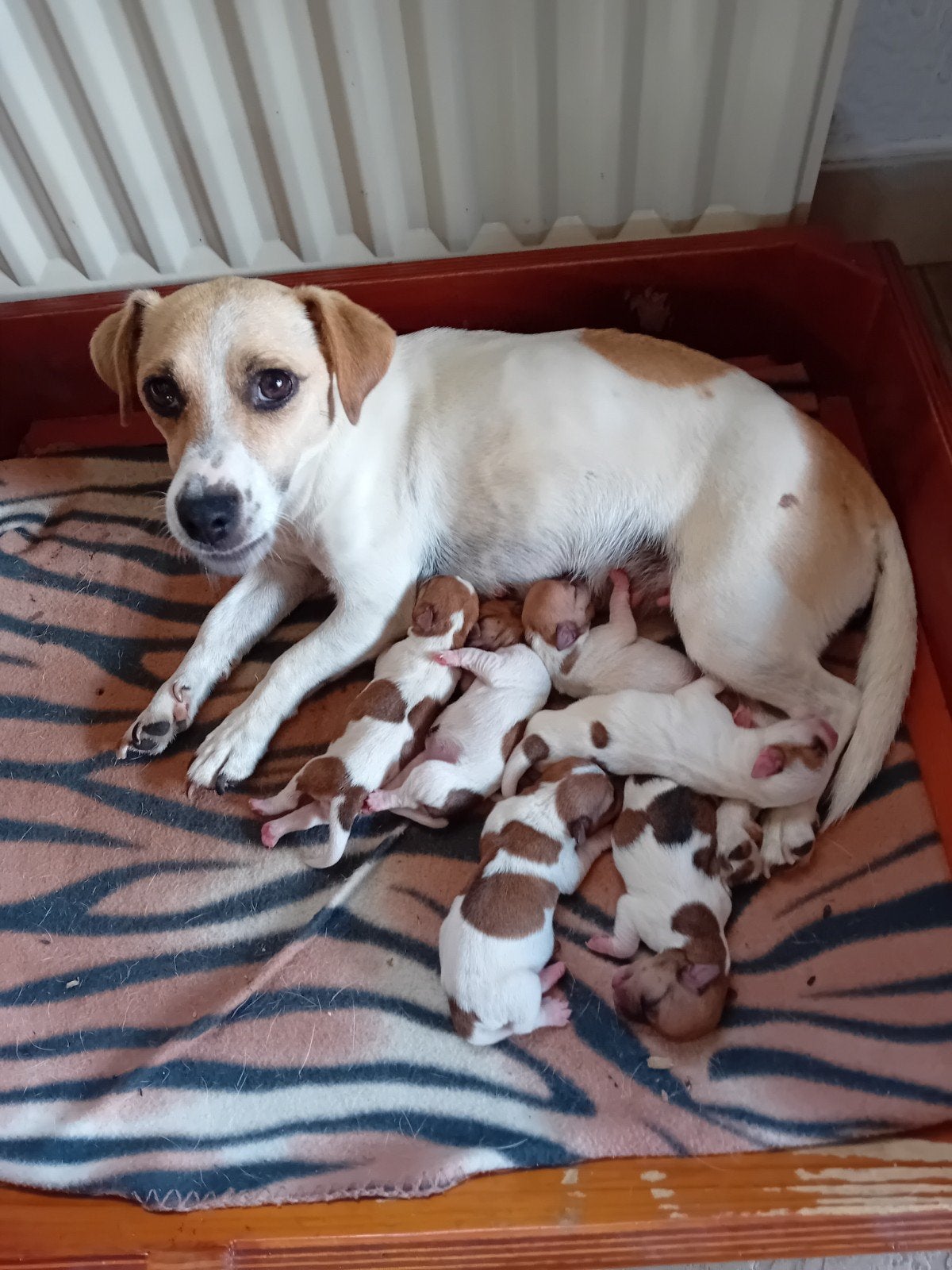 jack russel pups, Dieren en Toebehoren, 8 tot 15 weken, Meerdere, Meerdere dieren, Nederland