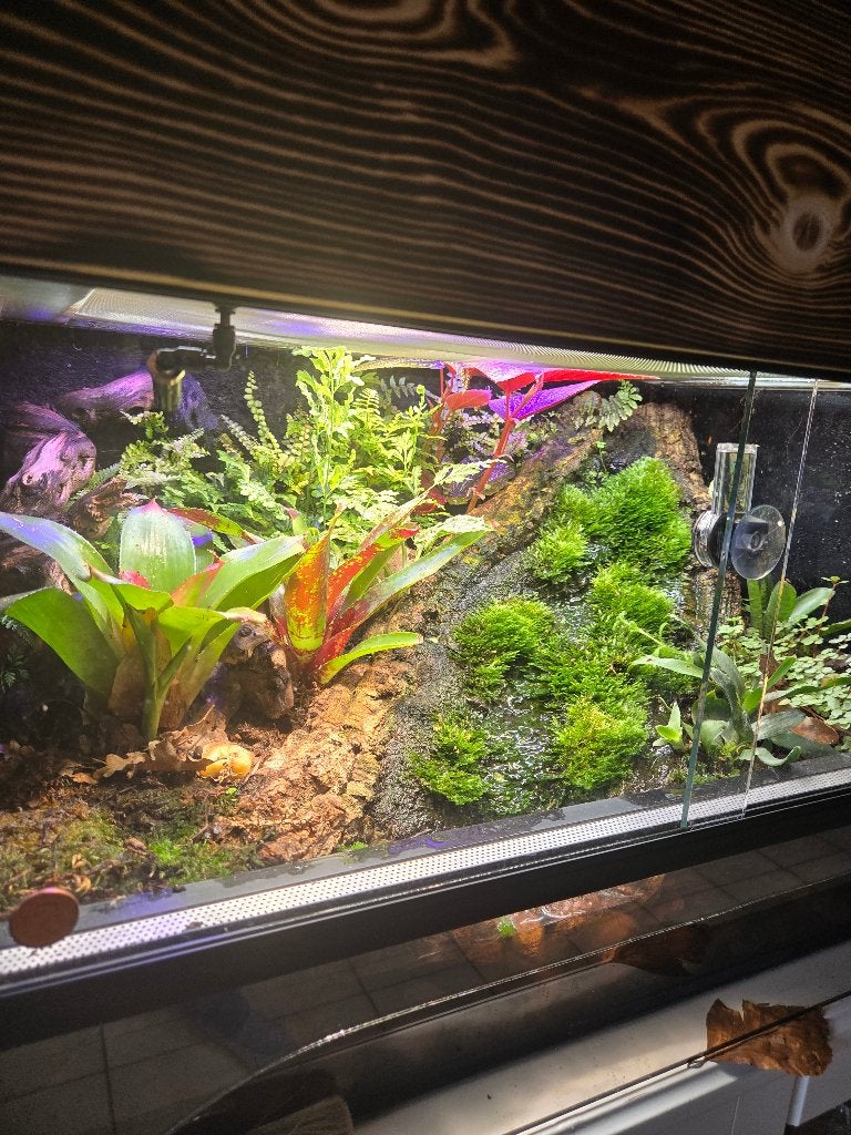 Paludarium, Ophalen, Gebruikt, Terrarium of Paludarium