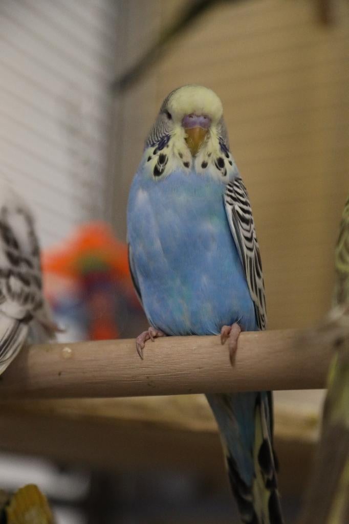 Jonge Baby Grasparkieten | Div. Kleuren | Handtam, Dieren en Toebehoren, Vogels | Parkieten en Papegaaien, Meerdere dieren, Parkiet