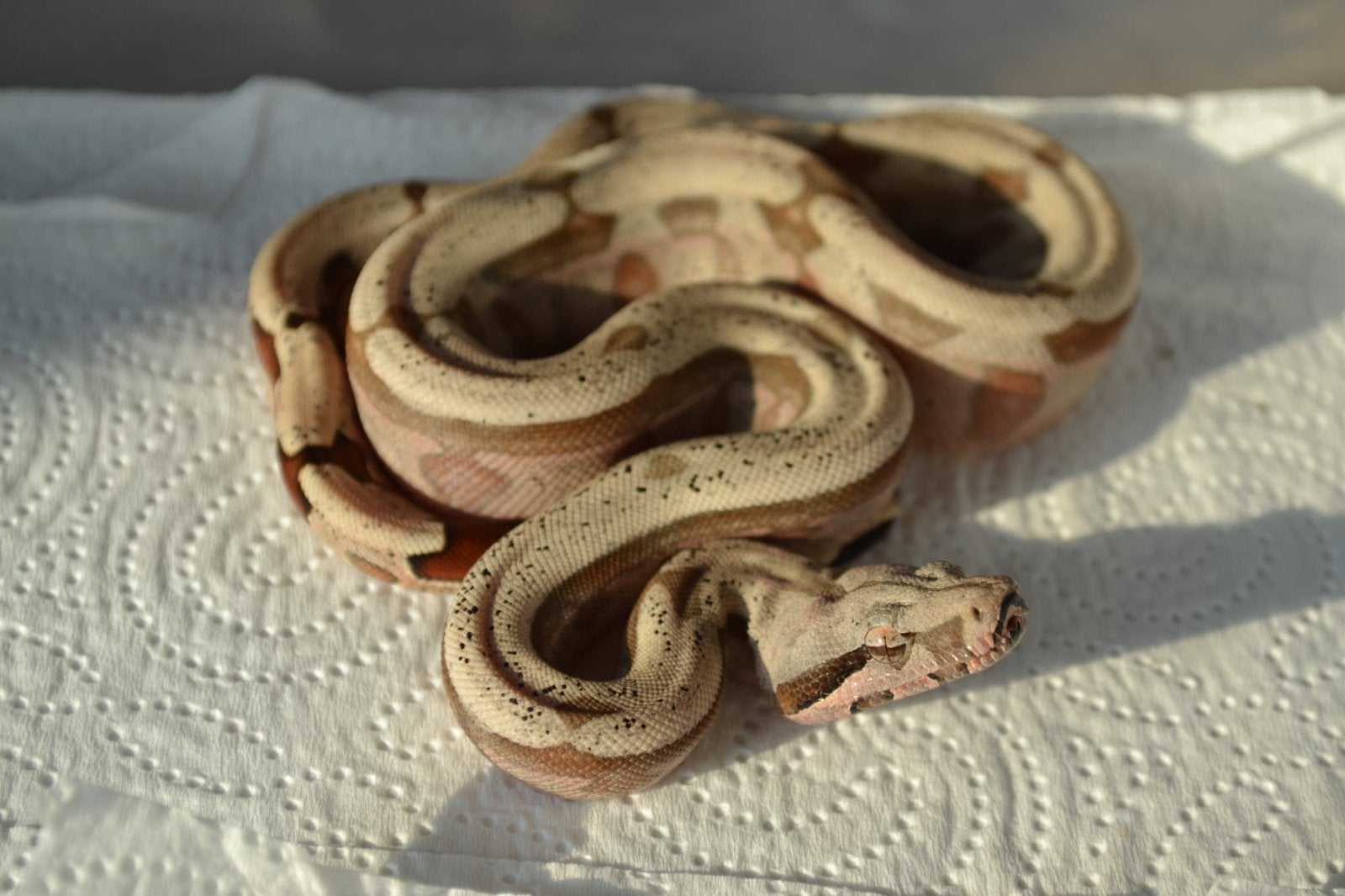 Boa constrictor amarali Boa Constrictor photo 3