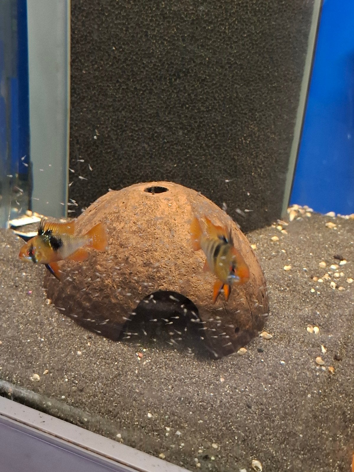 Mikrogeophagus ramirezi 
Bildergalerie überspringen
s, Dieren en Toebehoren, Vis
