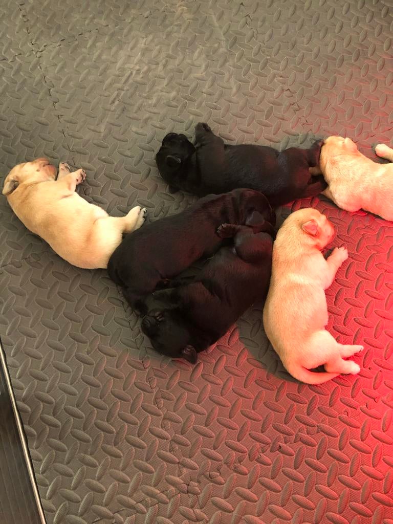 Te koop nog één blonde reu labrador retriever, field trail, Parvo, 8 tot 15 weken, Labrador retriever, Meerdere