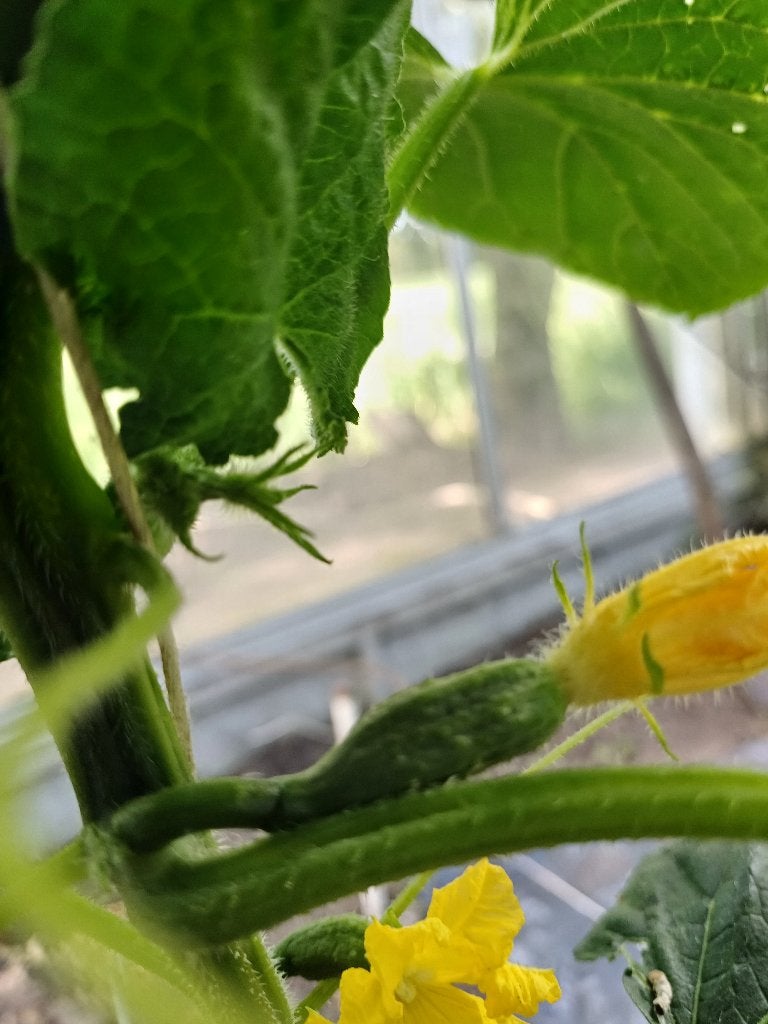 Snack Komkommerplanten tomatenplanten, Ophalen, Eenjarig, Overige soorten, Volle zon