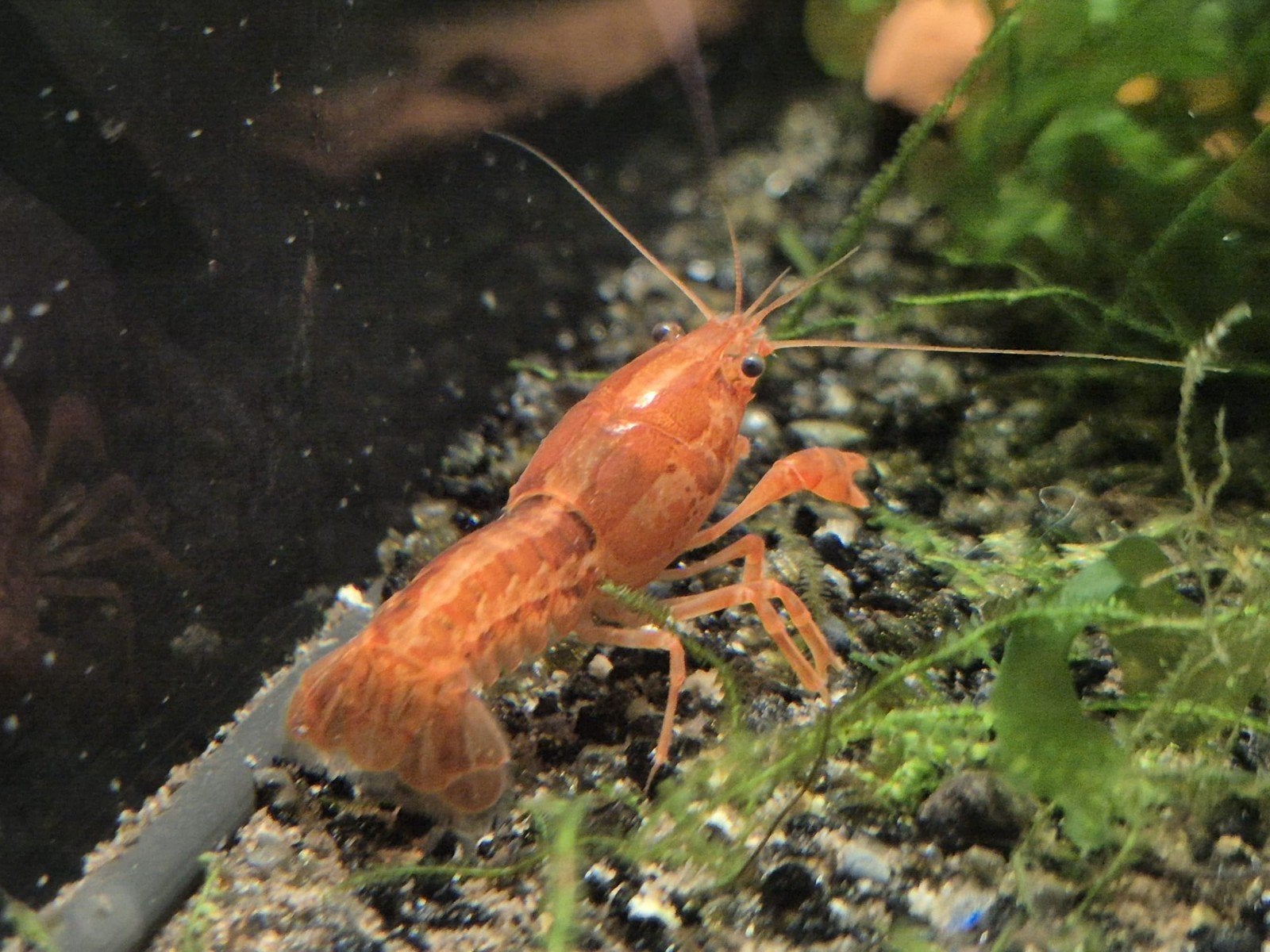 2 CPO dwergrivierkreeftjes cambarellus patzcuarensis, Dieren en Toebehoren, Kreeft, Krab of Garnaal