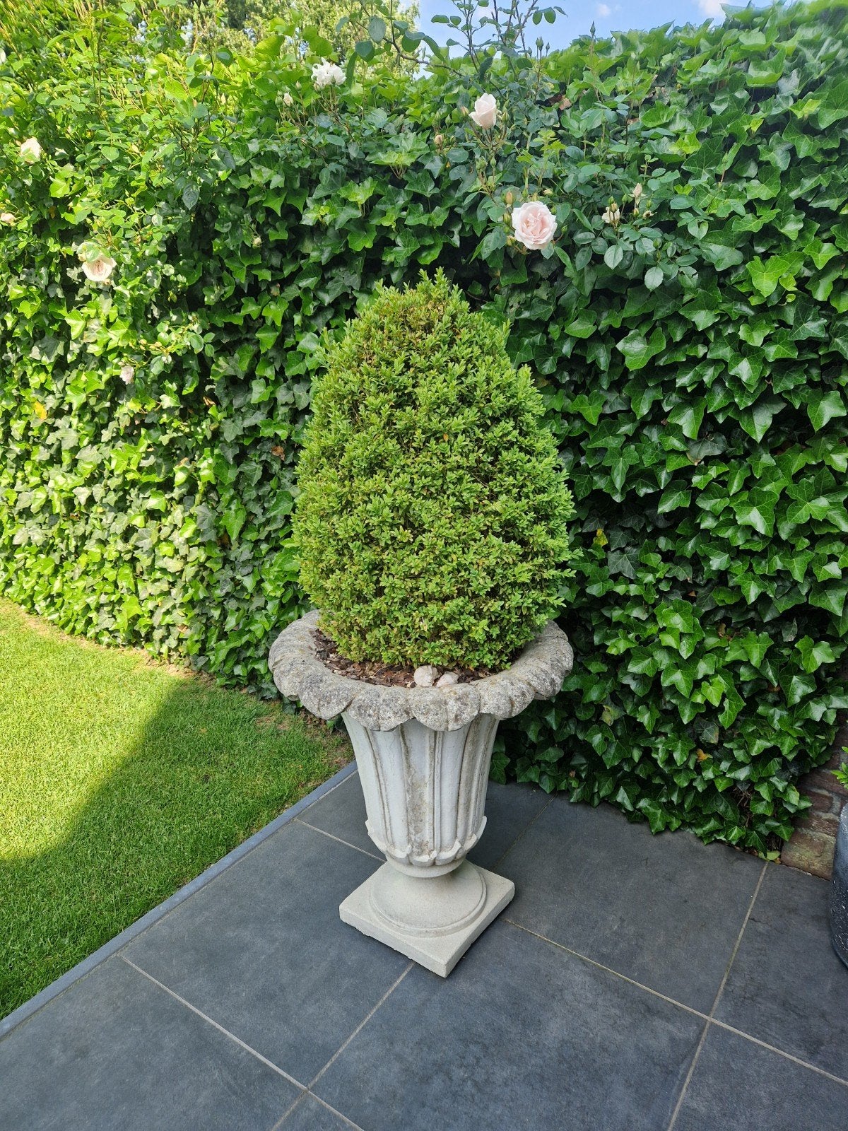 Decoratieve plantenbak met buxus, Ophalen, Gebruikt, Minder dan 60 cm, Balkon