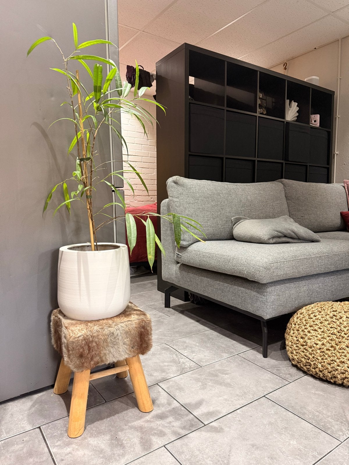 Ficus plant in witte pot, Huis en Inrichting, Ophalen, Ficus, Halfschaduw, In pot