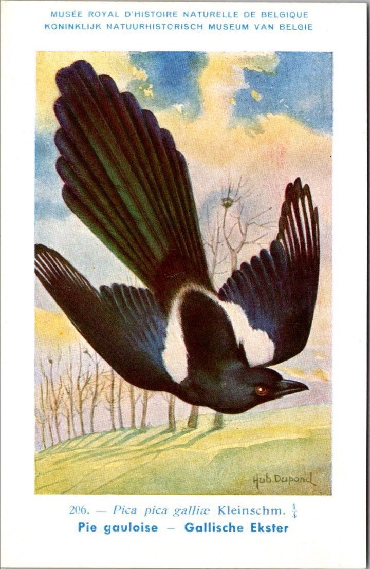 Gallische Ekster / Azure-winged Magpie – Nº 206 – (KBIN), Verzenden, 1940 tot 1960, Ongelopen, Vogel