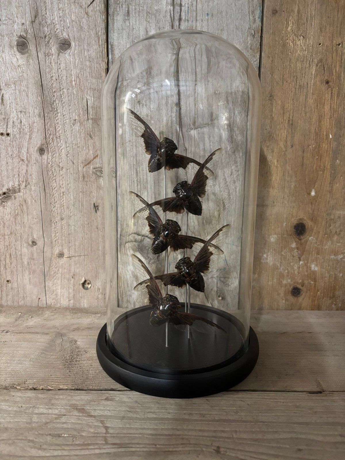 Mooie stolp met 5 vleermuis-cicaden, Verzamelen, Dierenverzamelingen, Ophalen of Verzenden, Nieuw, Insect, Opgezet dier