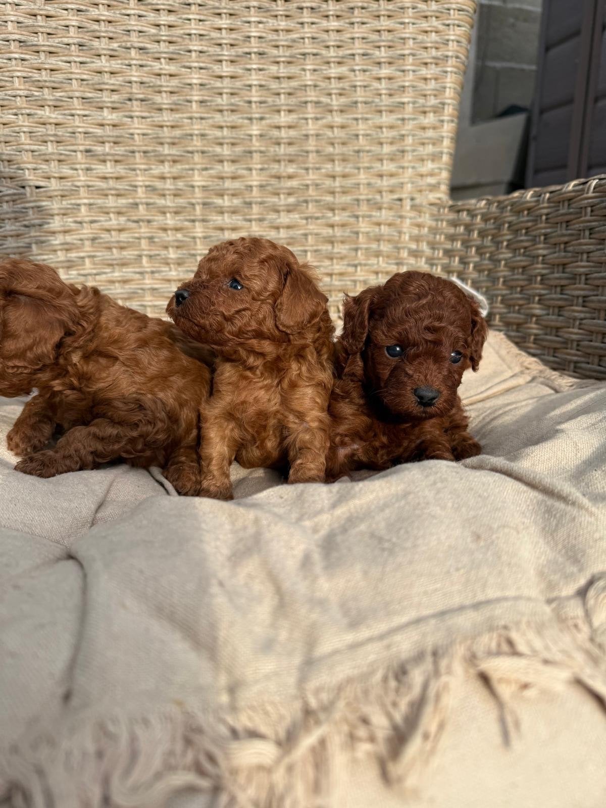 Teacup toy poodle, Dieren en Toebehoren, Honden | Chihuahua's en Gezelschapshonden, Poedel, Reu, 8 tot 15 weken, Buitenland