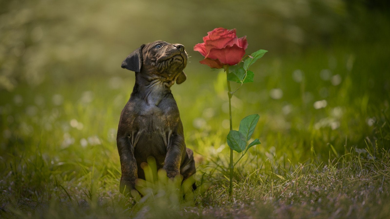 Raszuivere catahoula pups, Dieren en Toebehoren, Parvo, Overige rassen, 8 tot 15 weken, Meerdere